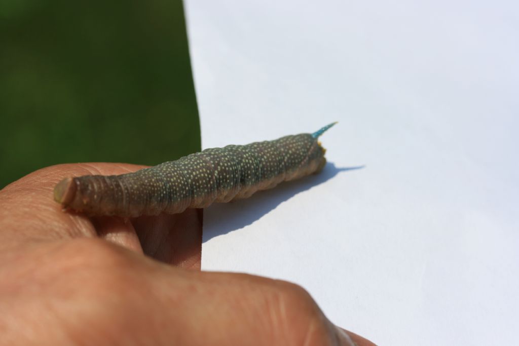 Agrius convolvuli (conferma)
